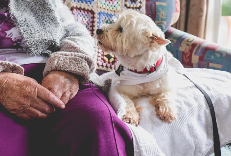 3 tipologie di corsi pet therapy IAA con i cavalli